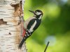 Great Spotted Woodpecker at Belfairs Woods (Steve Arlow) (121335 bytes) Great Spotted Woodpecker at Belfairs Woods (Steve Arlow) (121335 bytes)